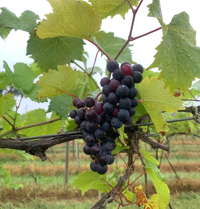 Red grapes almost ready to be harvested.